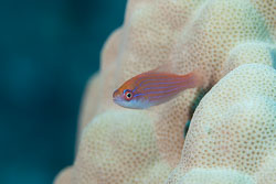 BD-131211-Fury-Shoal-1238-Cirrhilabrus-rubriventralis.-Springer---Randall.-1974-[Social-wrasse].jpg